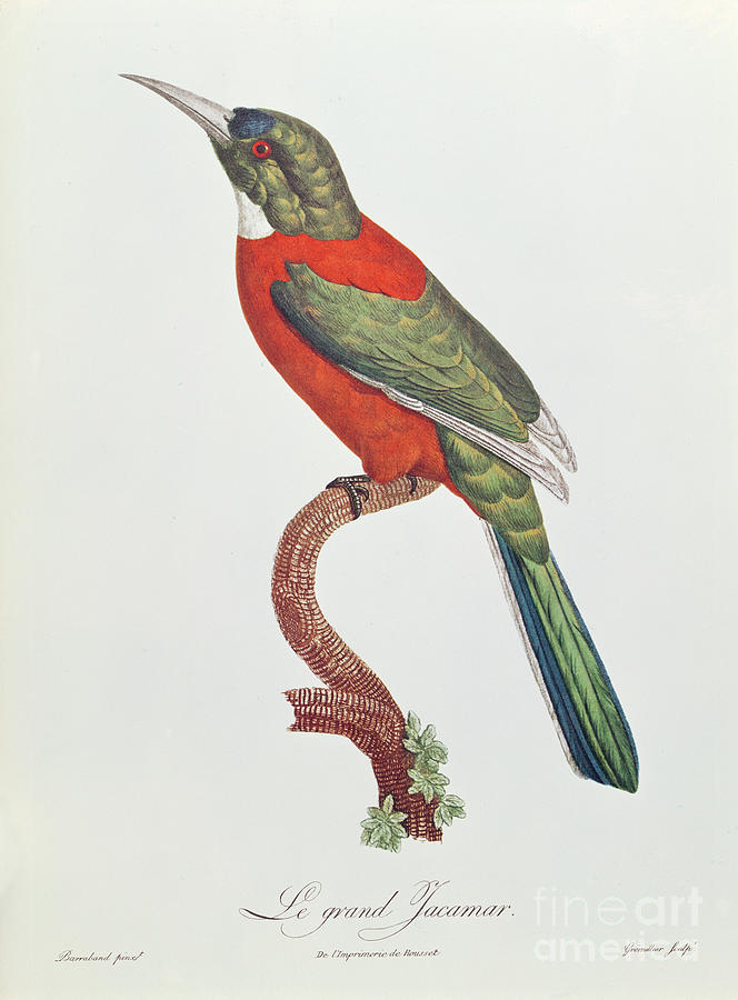 Great Jacamar, Engraved By Gromillier Painting by Jacques Barraband