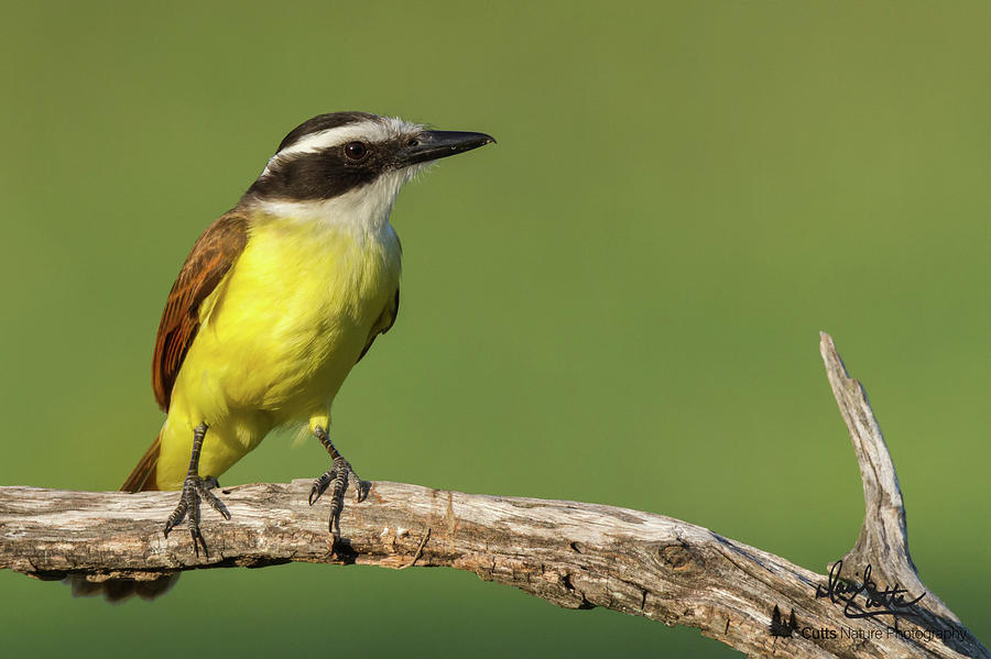 Great Kiskadee by David Cutts Great Kiskadee by David Cutts