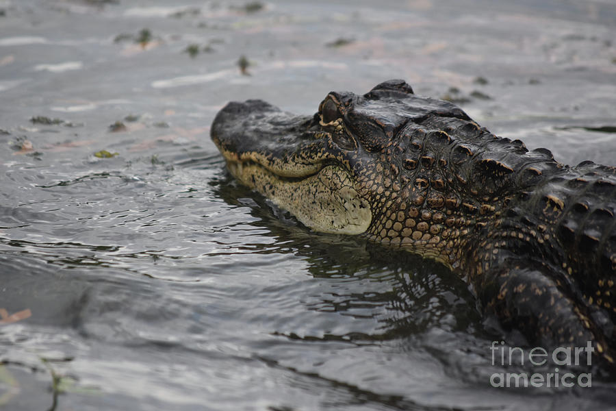 Great Look at the Profile of an Alligator with a Leathery Hide Photograph by DejaVu Designs