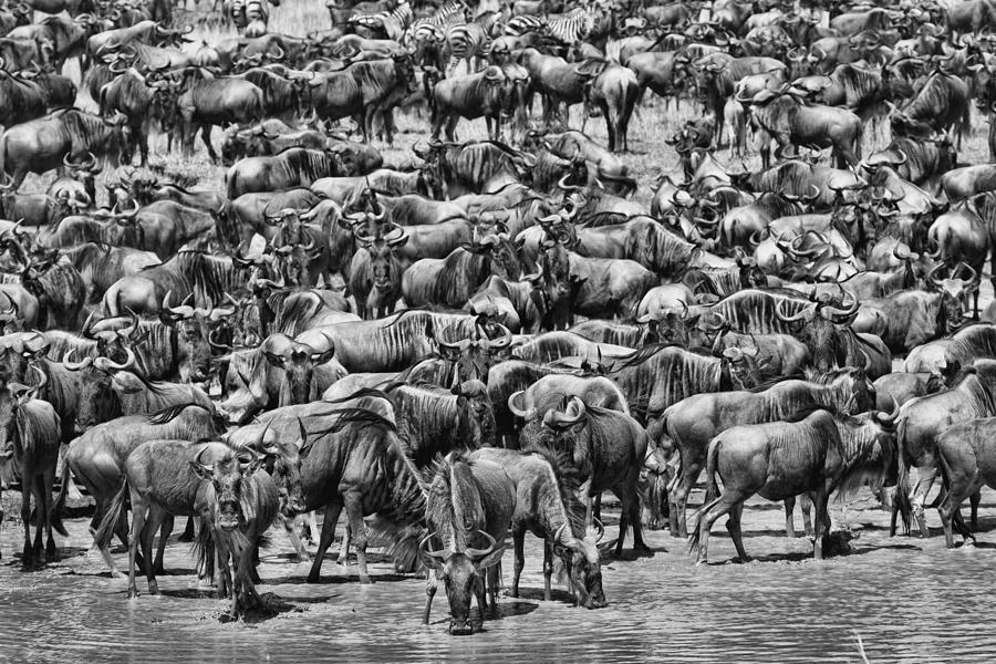 Black And White Photograph - Great Migration by Alessandro Catta