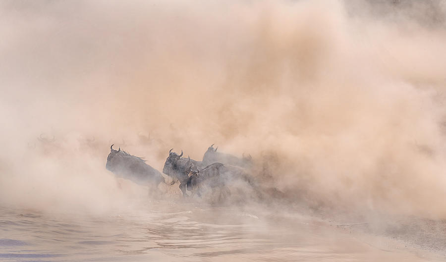 Wildlife Photograph - Great Migration (crossing River) by Jennifer Lu