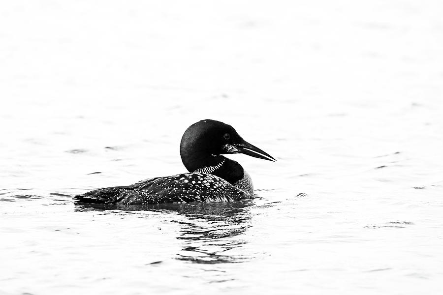 Great Northern Diver Black And White Photograph by Debbie Oppermann