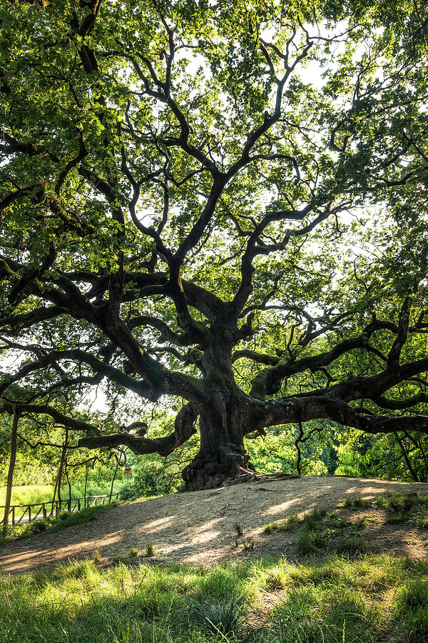 Great Oak - the Great Oak in Montecarlo near Lucca, Tuscany, Italy by Matteo Viviani Great Oak - the Great Oak in Montecarlo near Lucca, Tuscany, Italy by Matteo Viviani