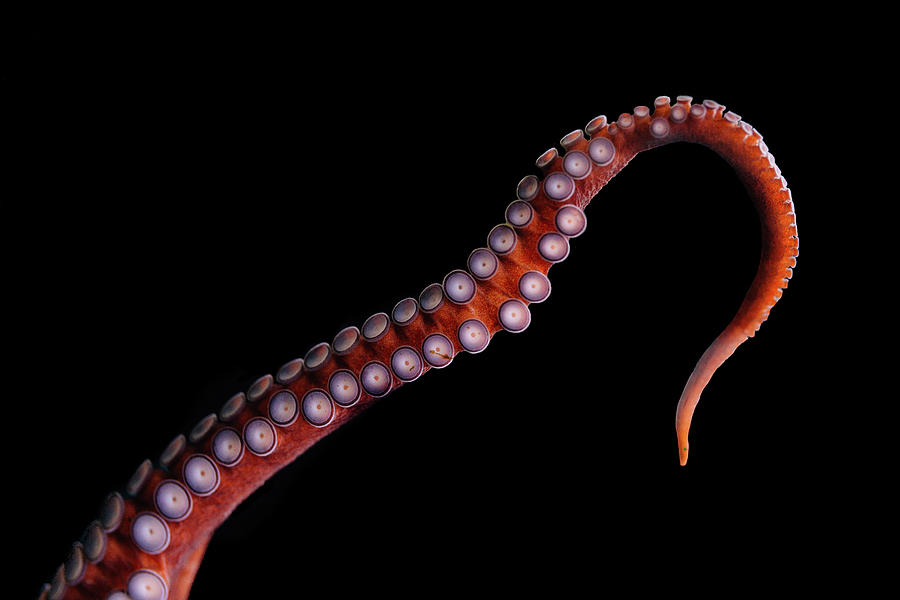 Great Pacific Octopus Tentacle On Black Background by Cavan Images