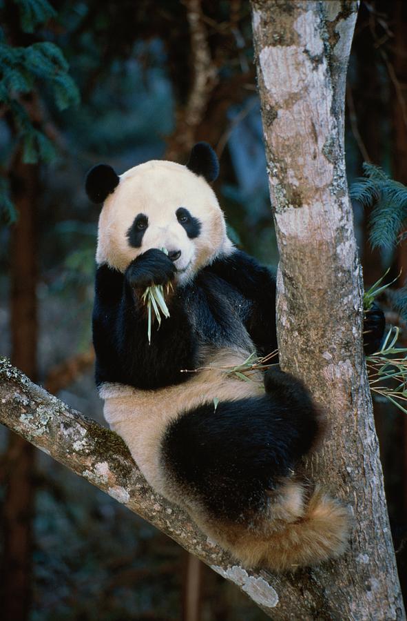 Great Panda Eating Bamboo, Ailuropoda Melanoleuca, Wolong Valley, Wenchuan, Sichuan, Himalaya, China, Asia Photograph by Konrad Wothe