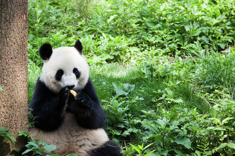 Great Panda Eating Banana - Chengdu Photograph by Fototrav