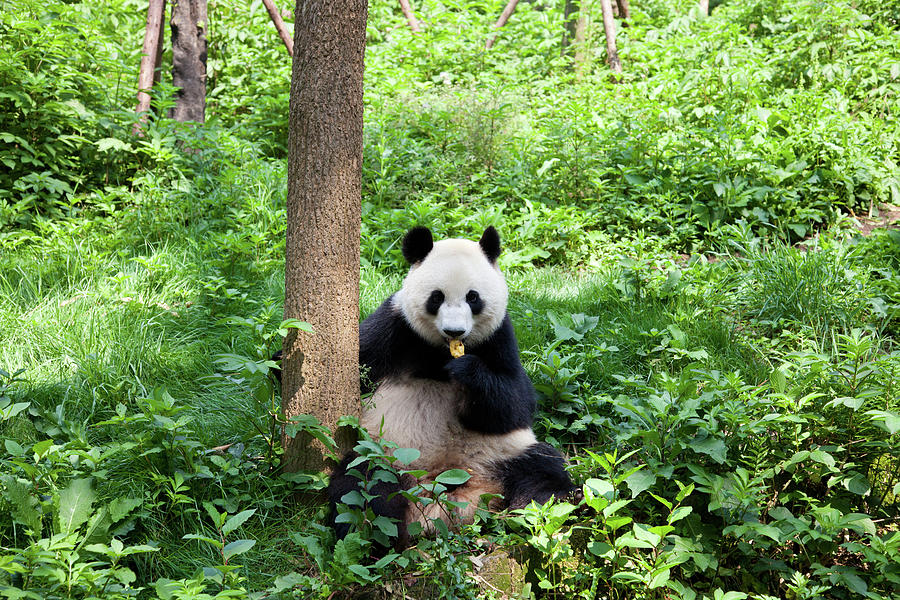 Great Panda In The Nature Photograph by Fototrav