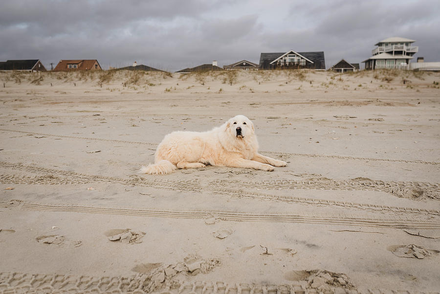 Shell Photograph - Great Pyrenees Dog Rests On Shore At Atlantic Beach On A Cloudy Day by Cavan Images