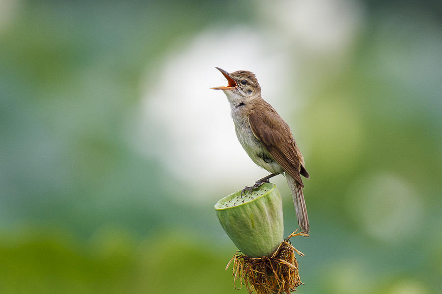 Animal Photograph - Great Reed Warbler by Ryu Shin Woo