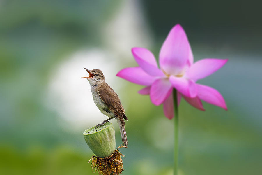 Great Reed Warbler Photograph by Shin Woo Ryu