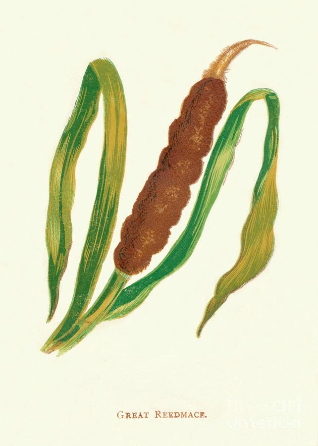 Great Reedmace, C1891, 1891 Drawing by Print Collector
