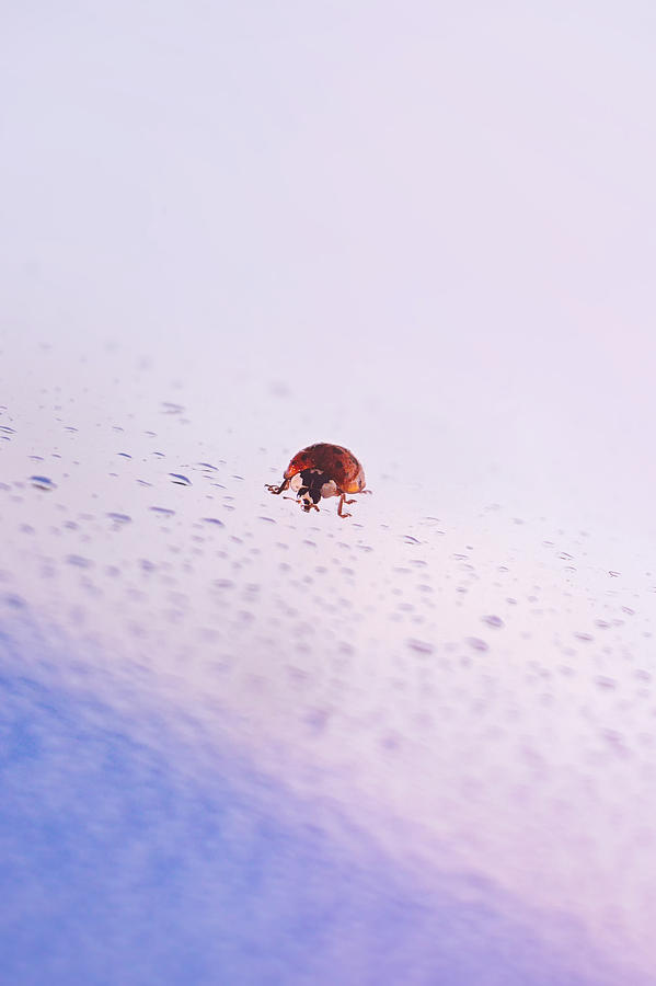 Great Return Of Ladybug Photograph by Jaroslav Buna