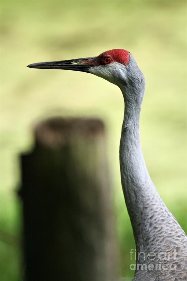 Great Sandbill Crane Photograph
