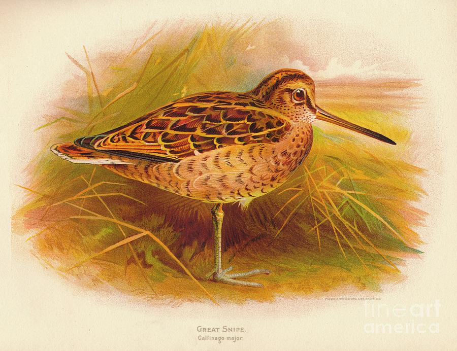 Great Snipe Gallinago Major, 1900, 1900 Drawing by Print Collector
