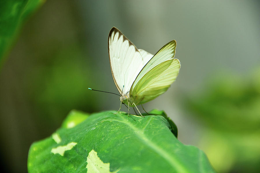 Great Southern White Butterfly by Jennifer Wick Great Southern White Butterfly by Jennifer Wick
