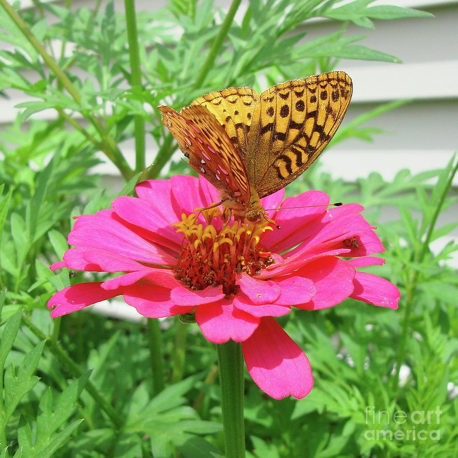 Great Spangled Fritillary and Zinnia 1 Photograph by Amy E Fraser