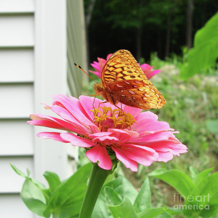 Great Spangled Fritillary and Zinnia 2 Photograph by Amy E Fraser