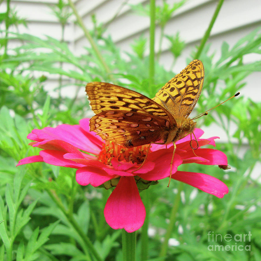 Great Spangled Fritillary and Zinnia 4 Photograph by Amy E Fraser