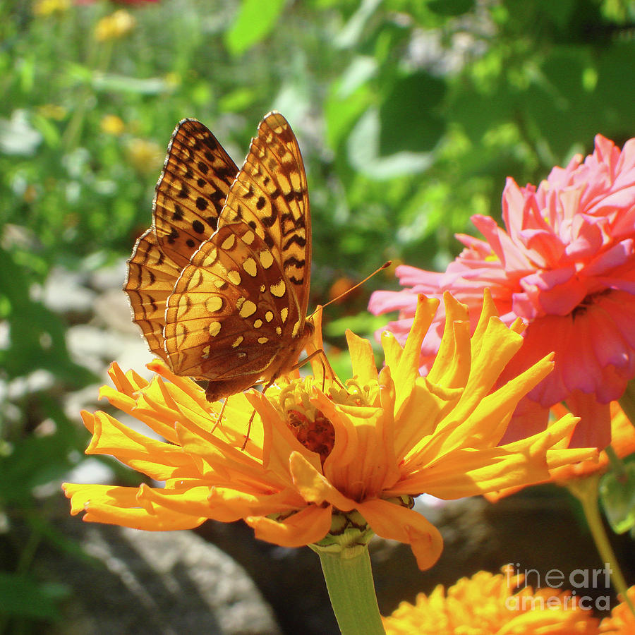 Great Spangled Fritillary and Zinnia 6 Photograph by Amy E Fraser