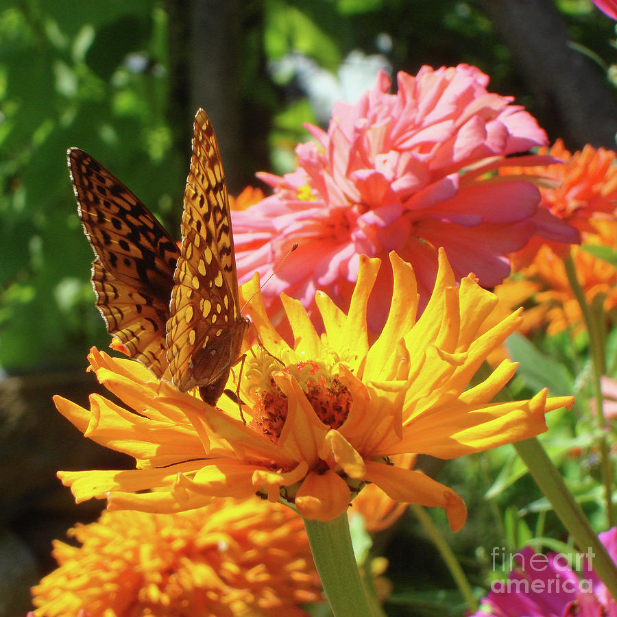 Great Spangled Fritillary and Zinnia 7 Photograph by Amy E Fraser