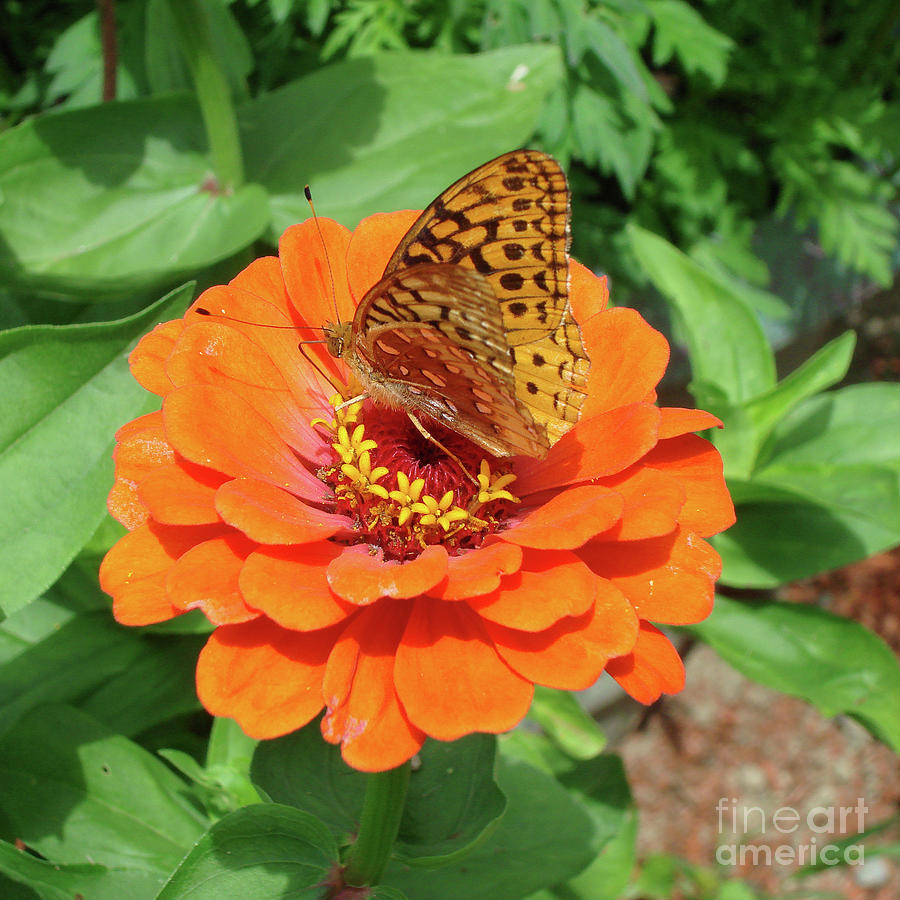 Great Spangled Fritillary and Zinnia 8 Photograph by Amy E Fraser