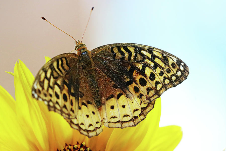 Great Spangled Fritillary Butterfly Photograph