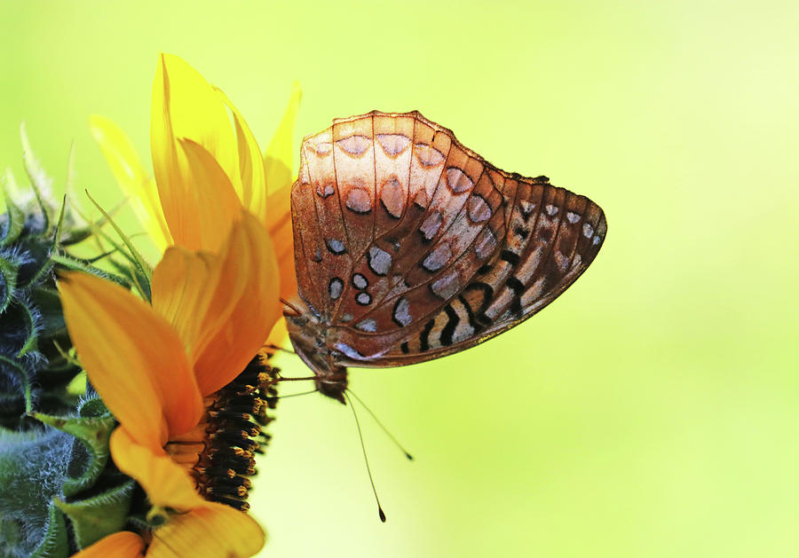 Great Spangled Fritillary Butterfly On Sunflower Photograph