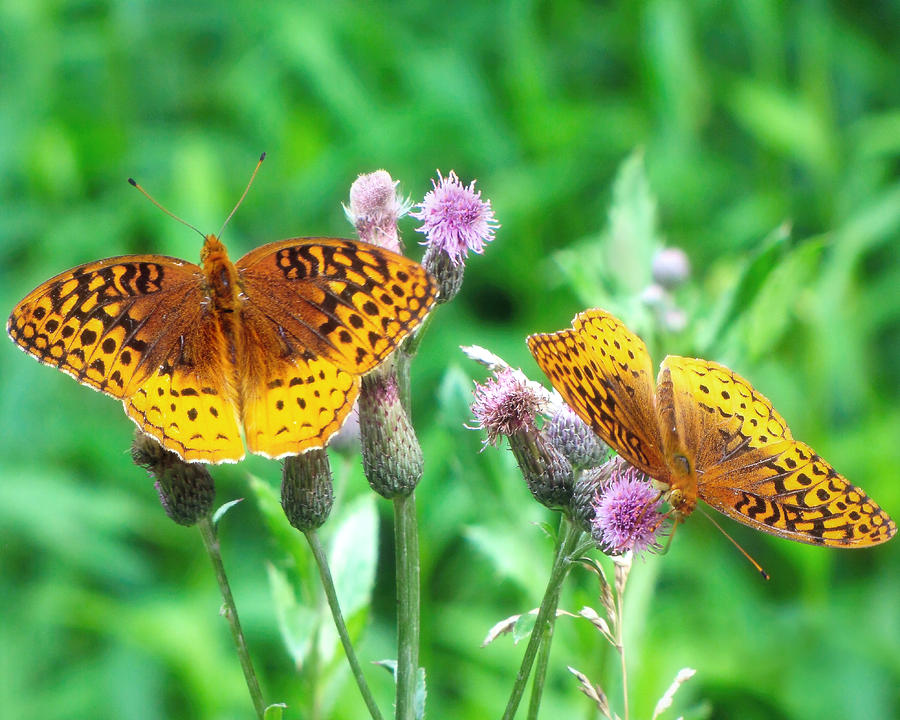 Great Spangled Fritillary Photograph by Susan Hope Finley
