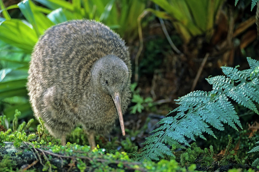 Great Spotted Kiwi Captive, Otorohanga Breeding Facility Photograph by ...