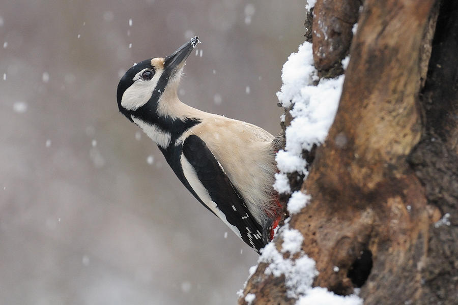 Winter Photograph - Great Spotted Woodpecker And First Snow by Valentino Alessandro