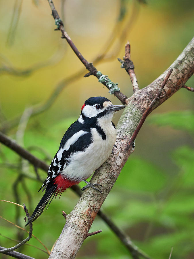 Fall Photograph - Great spotted woodpecker and the colors of the fall by Jouko Lehto