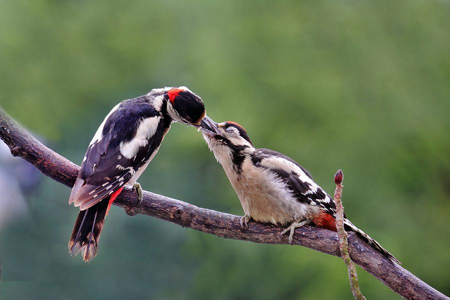 Great Spotted Woodpecker Photograph by Claudia Otte