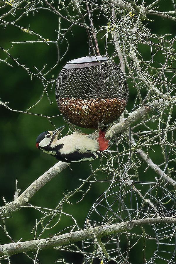 Great Spotted Woodpecker #1 Photograph by James Lamb Photo
