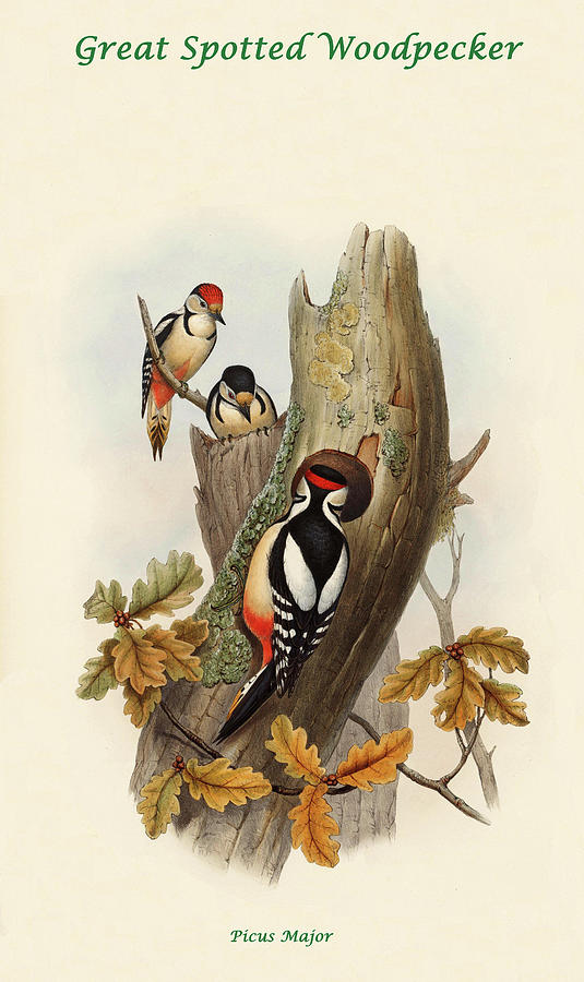 Great Spotted Woodpecker Painting by John Gould