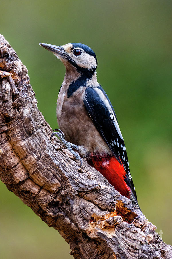 Great spotted woodpecker Photograph by Juan Carlos Ballesteros