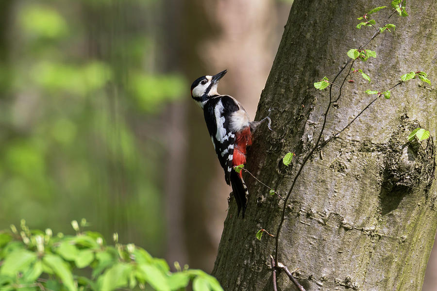 Great Spotted Woodpecker, Picoides Major, Male, Bavaria, Germany ...