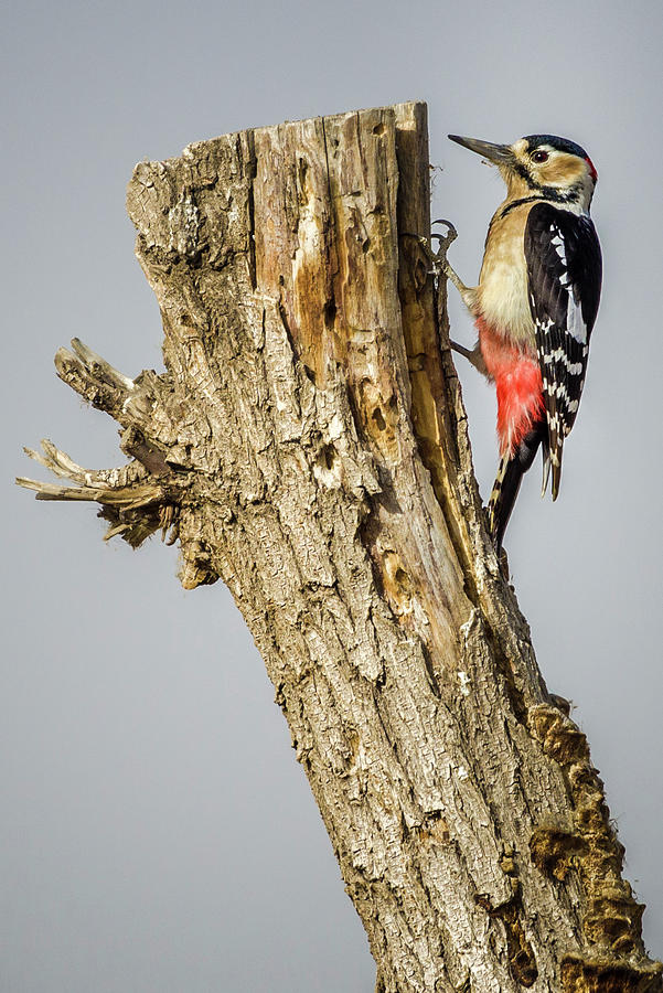 Great Spotted Woodpecker Zhangye Wetland Park Gansu China Photograph by Adam Rainoff