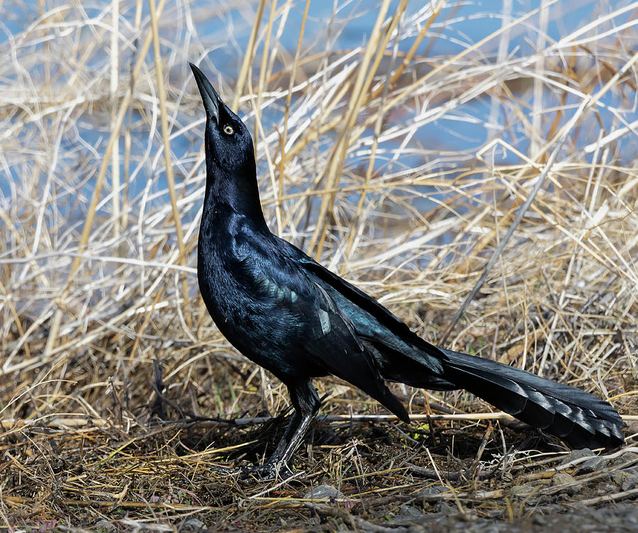 Great Tailed Grackle 1 Photograph by Rick Mosher