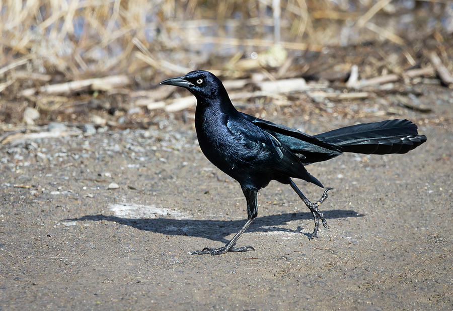 Great Tailed Grackle 2 Photograph by Rick Mosher