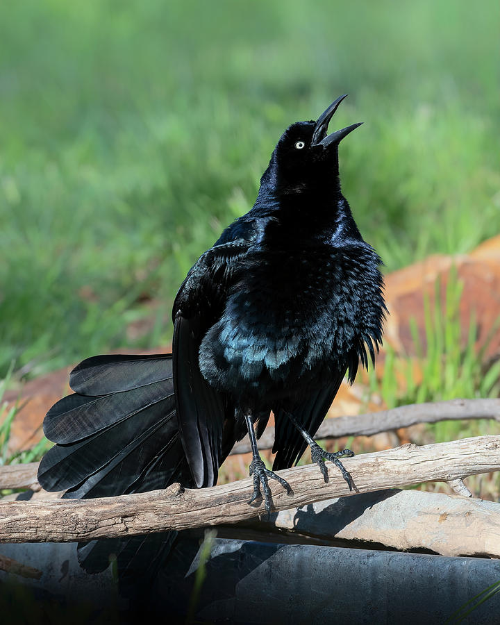 Great-tailed Grackle  Photograph by Gary Langley