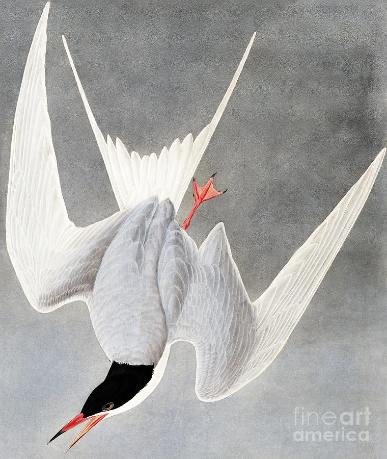 Great Tern, Sterna Hirundo by Audubon Painting by John James Audubon
