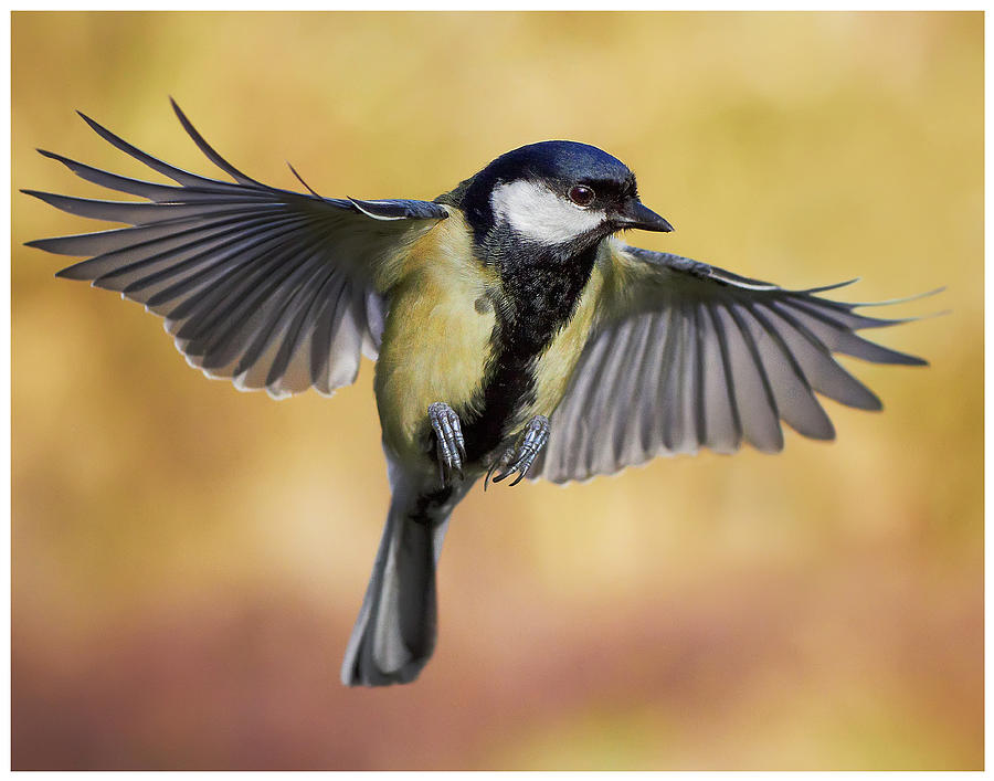 Bird Photograph - Great Tit In Flight by J N Photography