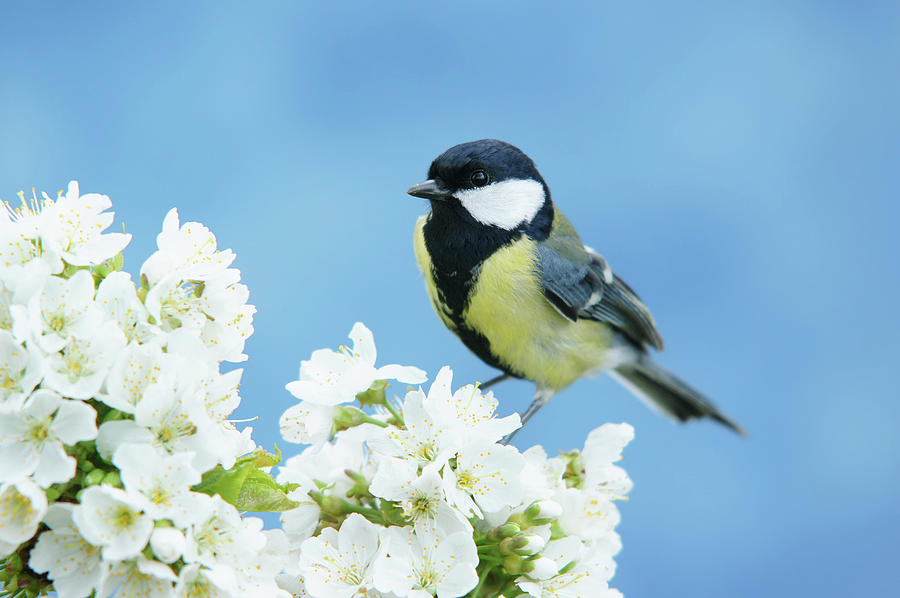 Great Tit On A Blossoming Twig Photograph by Schnuddel Great Tit On A Blossoming Twig Photograph by Schnuddel