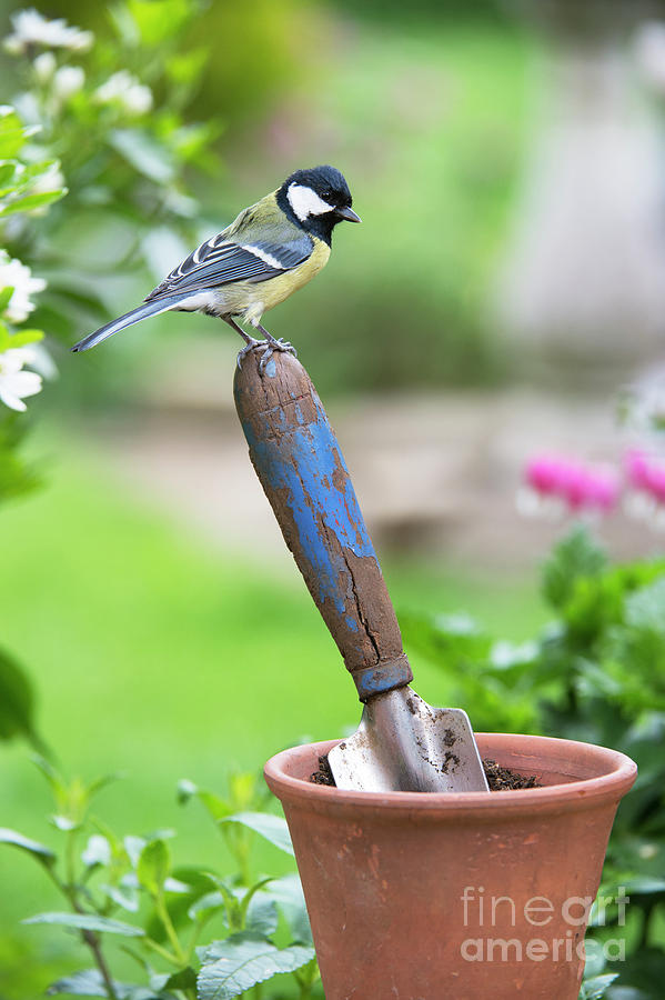 Great Tit Standing on a Garden Trowel  Photograph by Tim Gainey