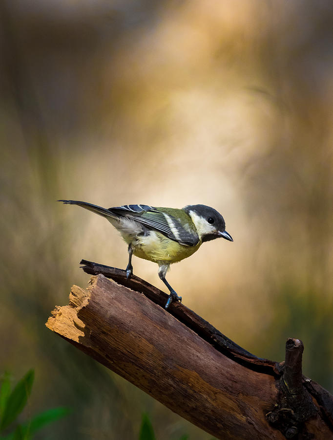 Bird Photograph - Great Tit by Yanal Mufti