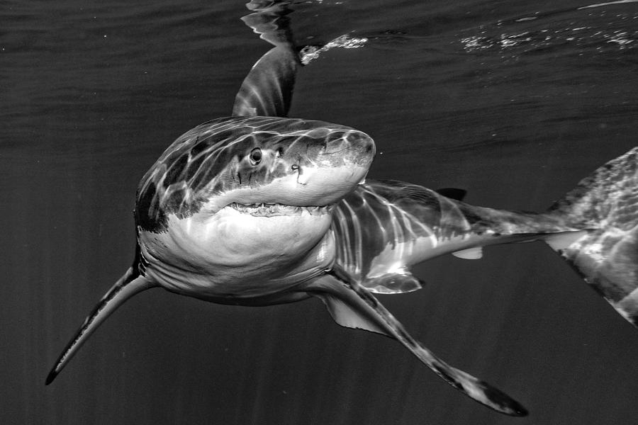 Great White Photograph by Andrea Izzotti