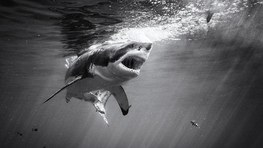 Great White Attack Photograph by Marcel Rebro