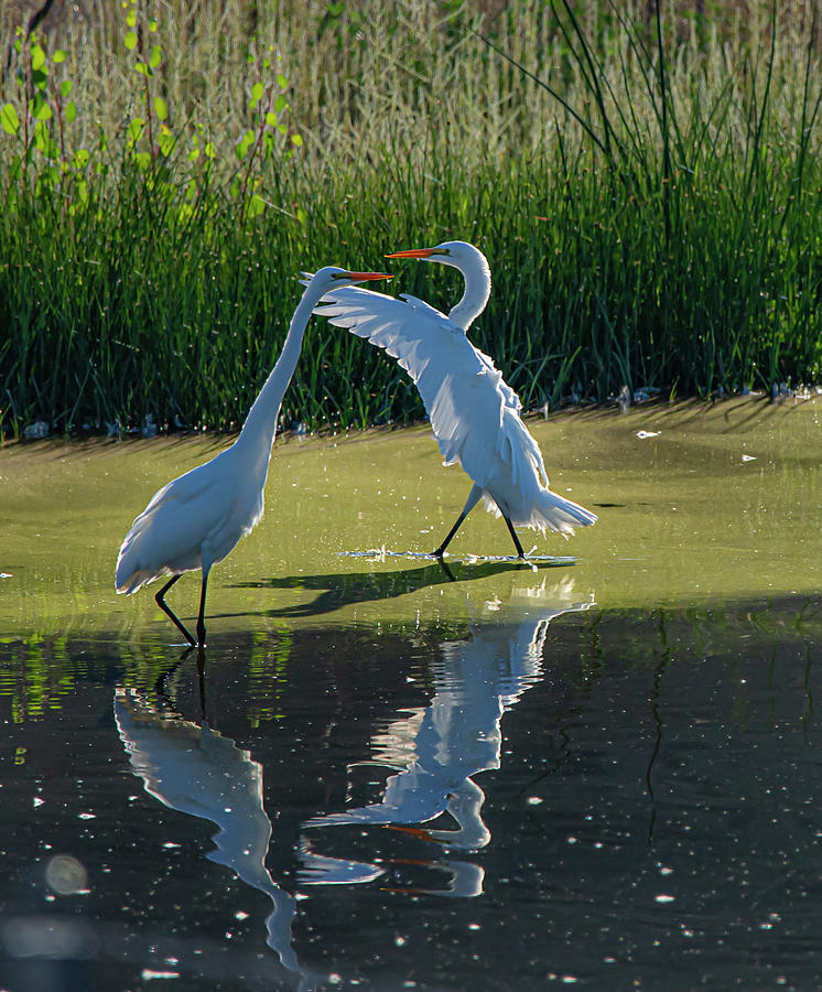 Great White Egret 10 Photograph by Rick Mosher