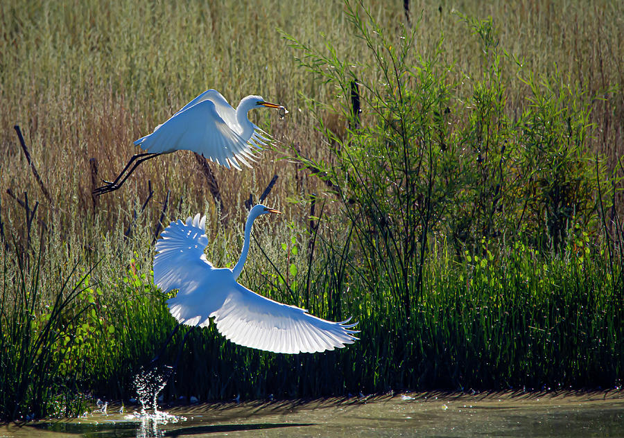 Great White Egret 12 Photograph by Rick Mosher