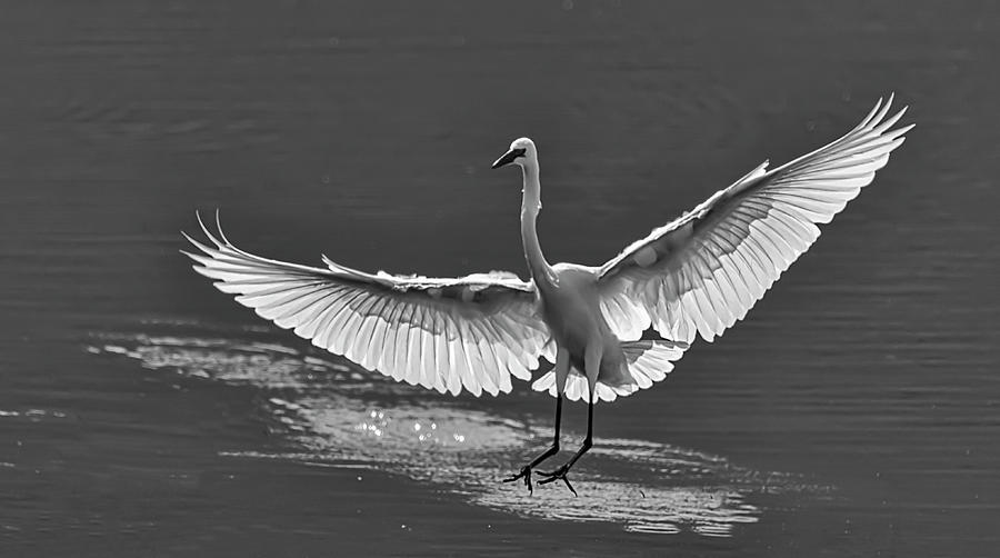 Great White Egret 1BW Photograph by Rick Mosher
